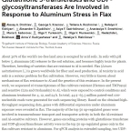 Glutathione S-transferases and UDP-glycosyltransferases Are Involved in Response to Aluminum Stress in Flax